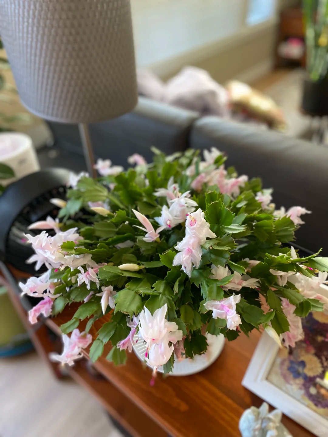 B&iacute; quyết chăm s&oacute;c lan c&agrave;ng cua ng&agrave;y Tết để hoa nở rực rỡ - Ảnh 25.