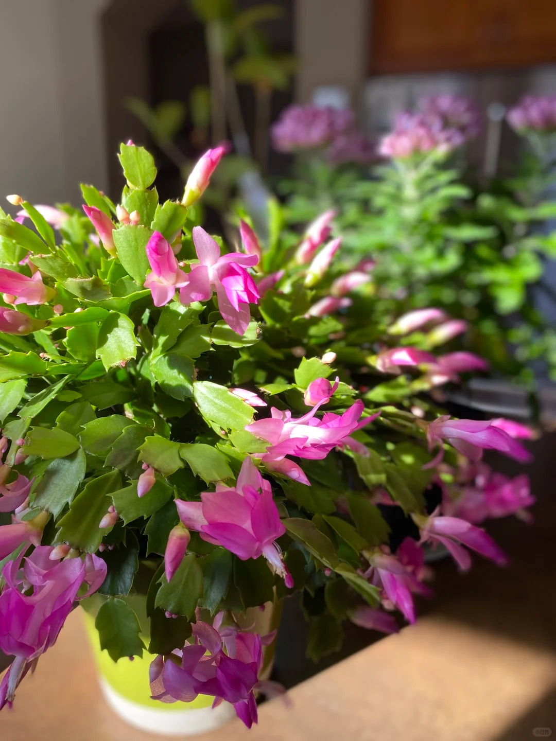 B&iacute; quyết chăm s&oacute;c lan c&agrave;ng cua ng&agrave;y Tết để hoa nở rực rỡ - Ảnh 14.