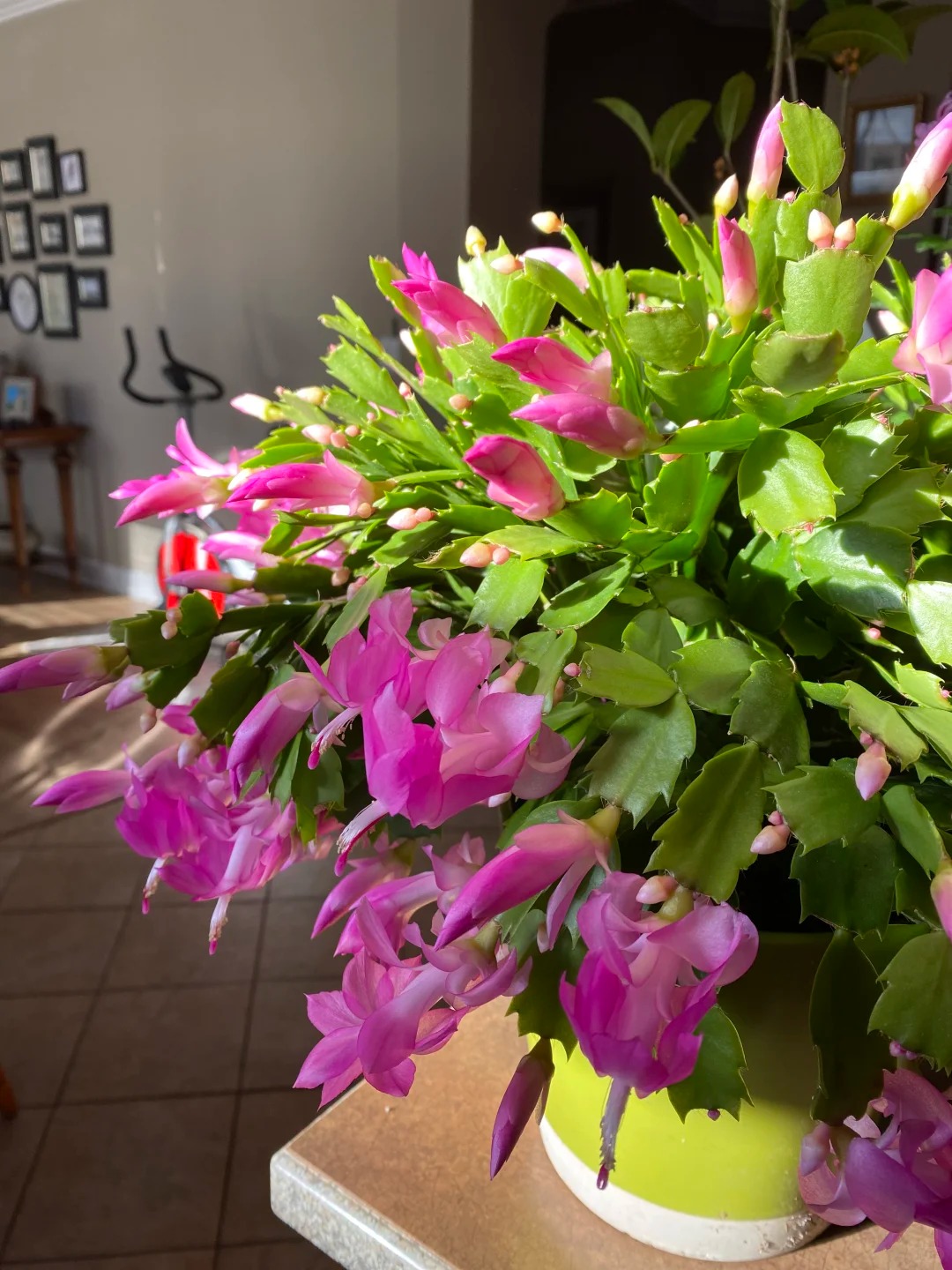 B&iacute; quyết chăm s&oacute;c lan c&agrave;ng cua ng&agrave;y Tết để hoa nở rực rỡ - Ảnh 15.