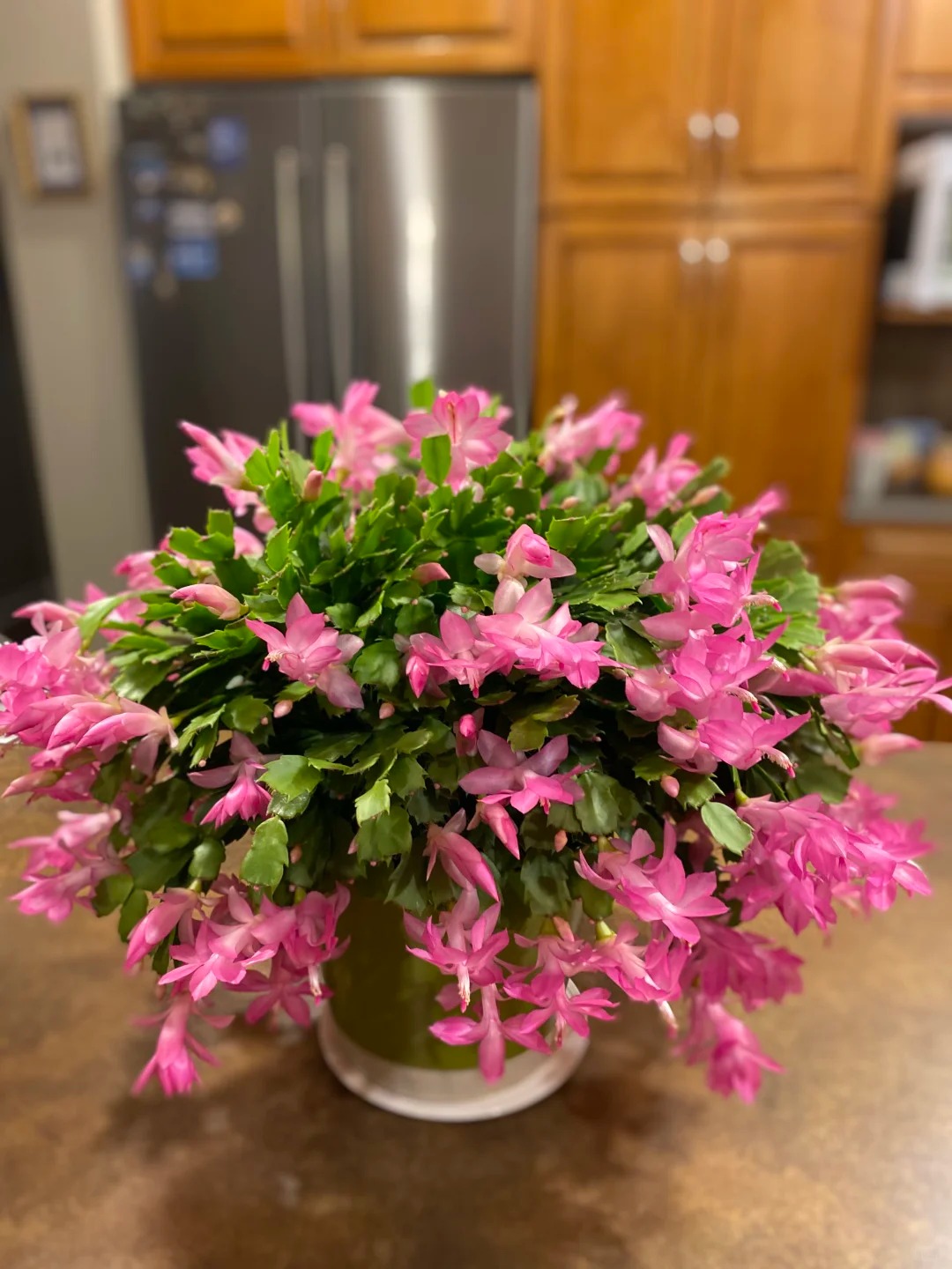 B&iacute; quyết chăm s&oacute;c lan c&agrave;ng cua ng&agrave;y Tết để hoa nở rực rỡ - Ảnh 16.