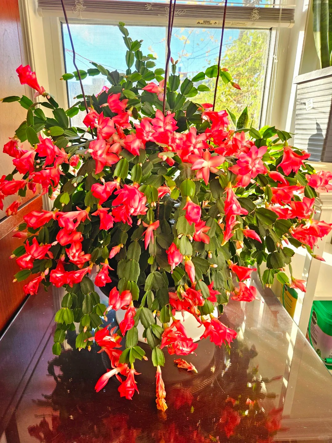 B&iacute; quyết chăm s&oacute;c lan c&agrave;ng cua ng&agrave;y Tết để hoa nở rực rỡ - Ảnh 3.