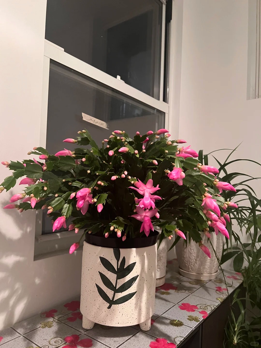 B&iacute; quyết chăm s&oacute;c lan c&agrave;ng cua ng&agrave;y Tết để hoa nở rực rỡ - Ảnh 17.