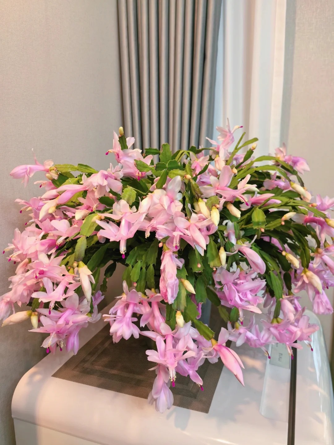 B&iacute; quyết chăm s&oacute;c lan c&agrave;ng cua ng&agrave;y Tết để hoa nở rực rỡ - Ảnh 21.