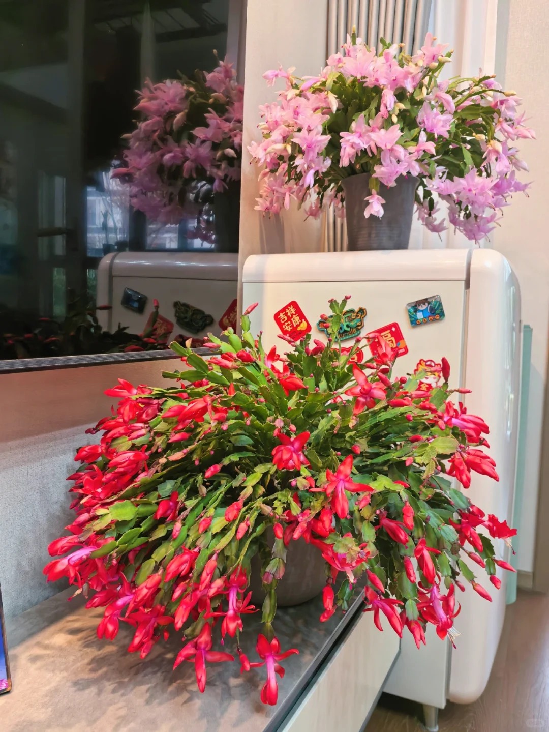 B&iacute; quyết chăm s&oacute;c lan c&agrave;ng cua ng&agrave;y Tết để hoa nở rực rỡ - Ảnh 20.