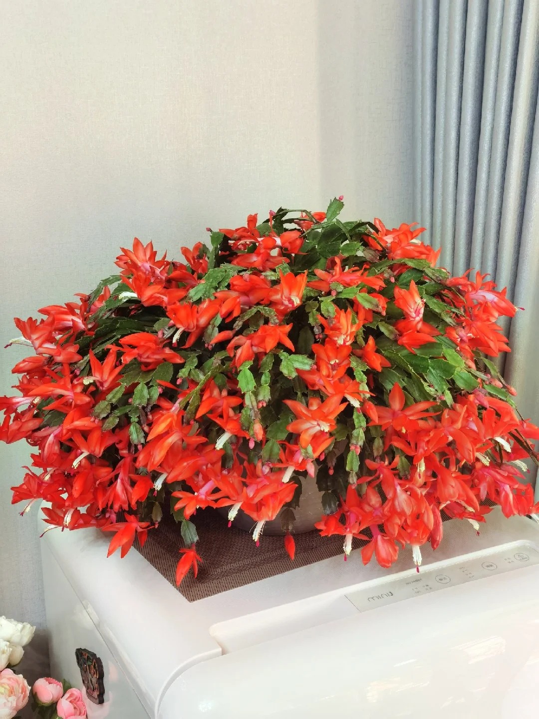 B&iacute; quyết chăm s&oacute;c lan c&agrave;ng cua ng&agrave;y Tết để hoa nở rực rỡ - Ảnh 22.