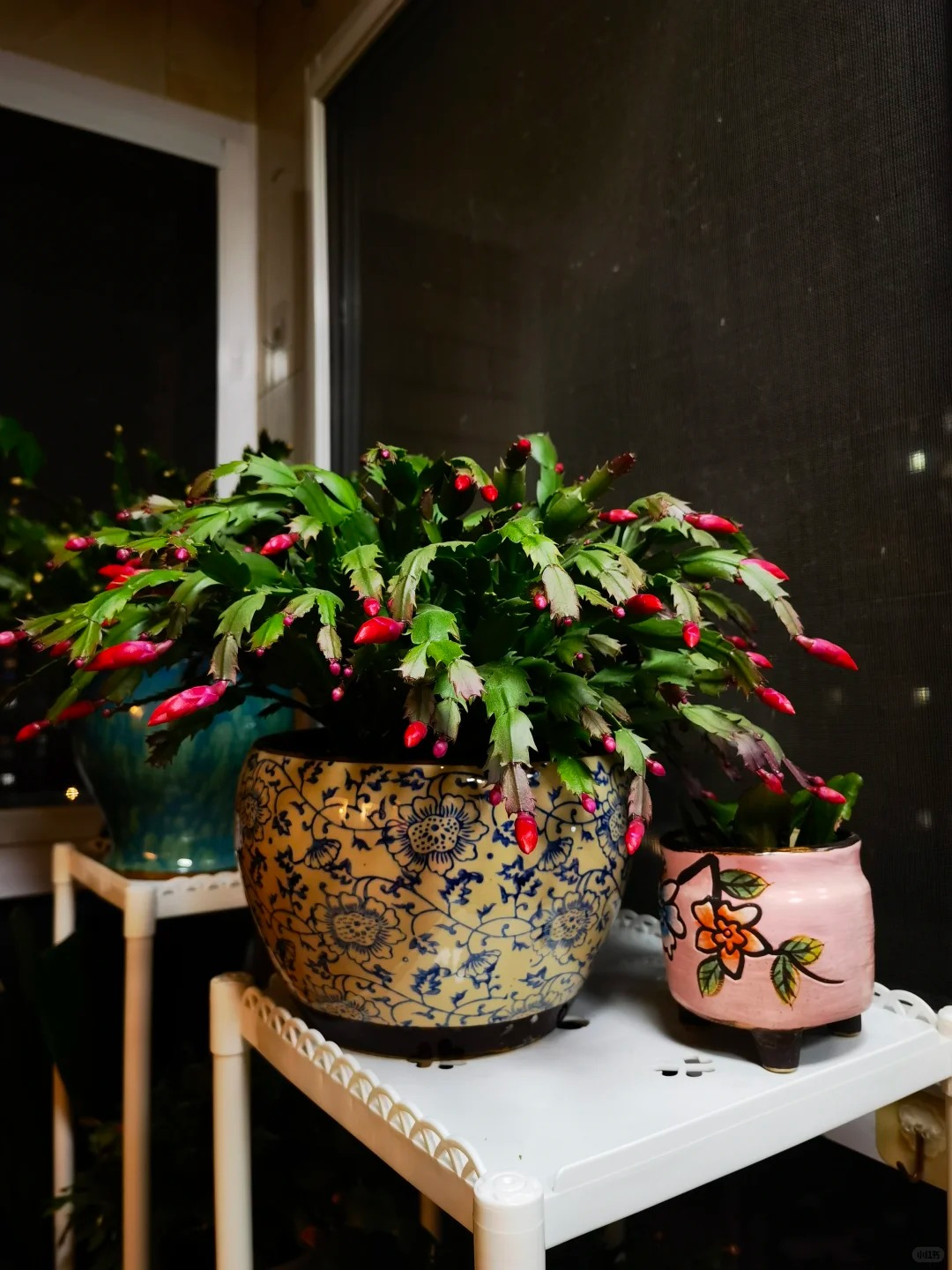 B&iacute; quyết chăm s&oacute;c lan c&agrave;ng cua ng&agrave;y Tết để hoa nở rực rỡ - Ảnh 10.