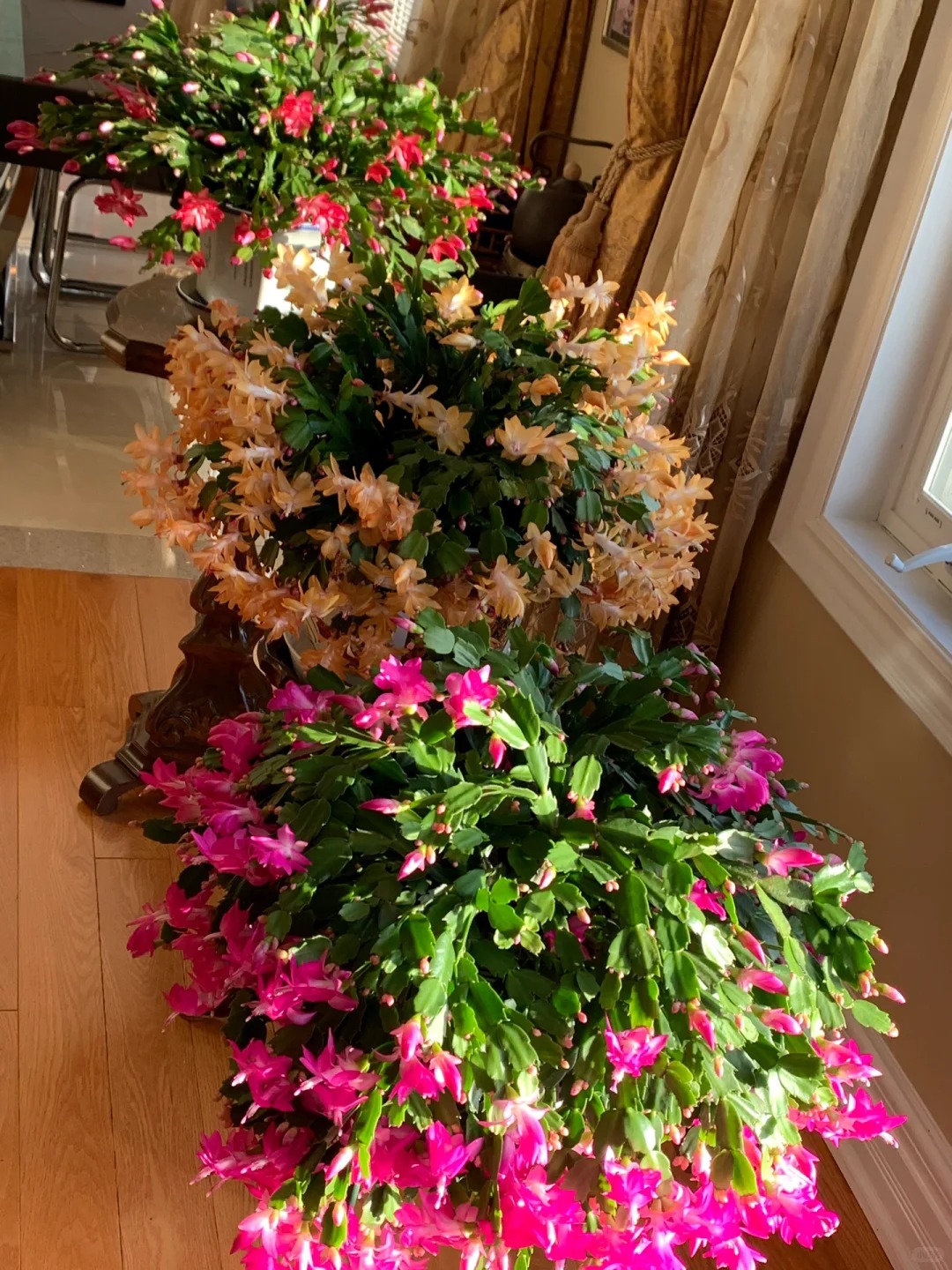 B&iacute; quyết chăm s&oacute;c lan c&agrave;ng cua ng&agrave;y Tết để hoa nở rực rỡ - Ảnh 11.