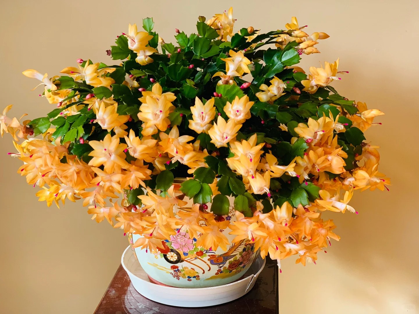 B&iacute; quyết chăm s&oacute;c lan c&agrave;ng cua ng&agrave;y Tết để hoa nở rực rỡ - Ảnh 12.