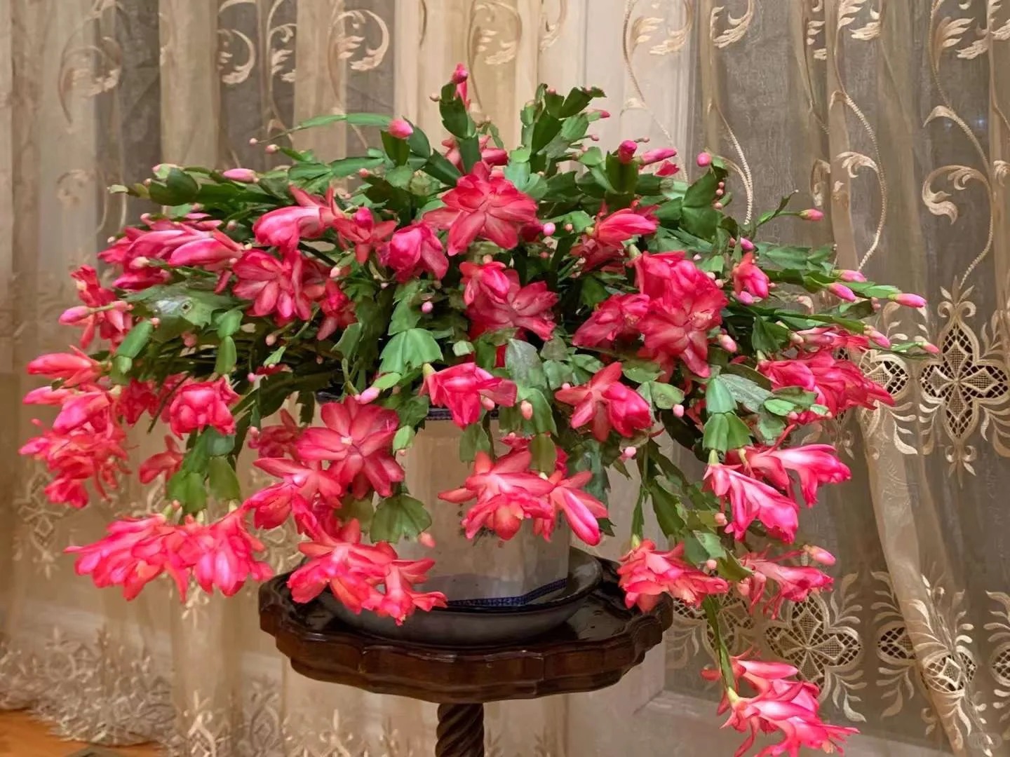 B&iacute; quyết chăm s&oacute;c lan c&agrave;ng cua ng&agrave;y Tết để hoa nở rực rỡ - Ảnh 13.