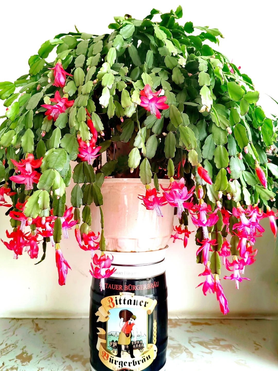 B&iacute; quyết chăm s&oacute;c lan c&agrave;ng cua ng&agrave;y Tết để hoa nở rực rỡ - Ảnh 5.