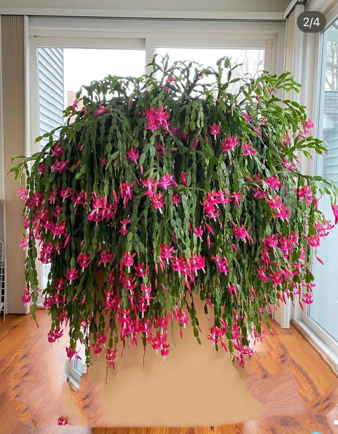 B&iacute; quyết chăm s&oacute;c lan c&agrave;ng cua ng&agrave;y Tết để hoa nở rực rỡ - Ảnh 7.