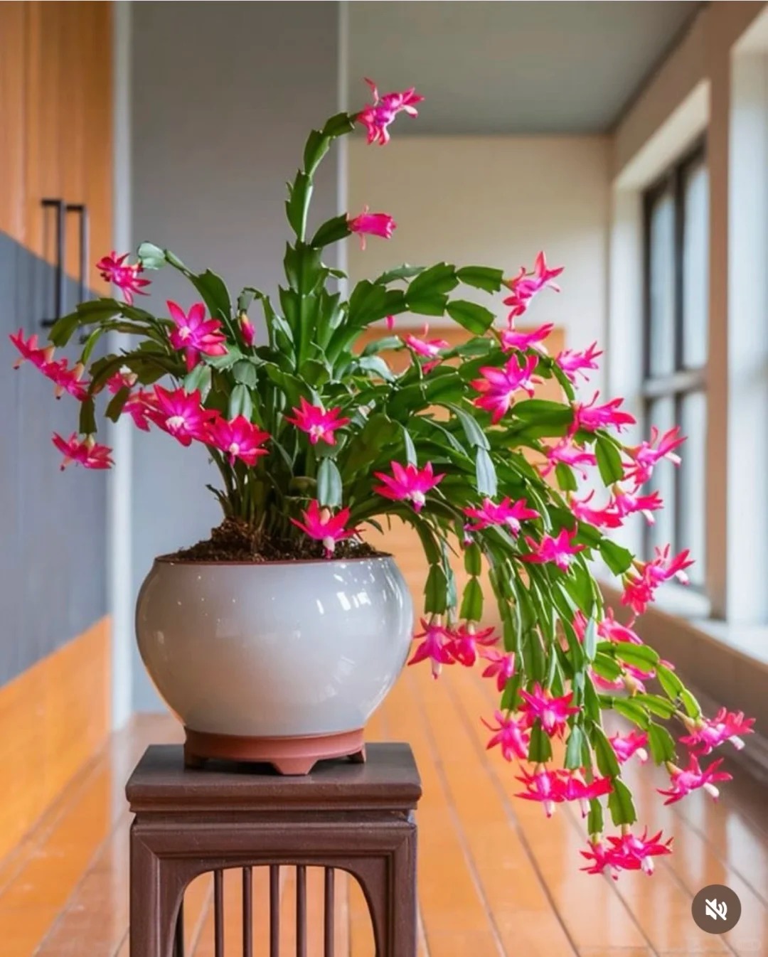 B&iacute; quyết chăm s&oacute;c lan c&agrave;ng cua ng&agrave;y Tết để hoa nở rực rỡ - Ảnh 18.