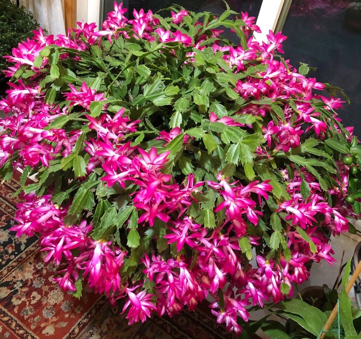 B&iacute; quyết chăm s&oacute;c lan c&agrave;ng cua ng&agrave;y Tết để hoa nở rực rỡ - Ảnh 4.