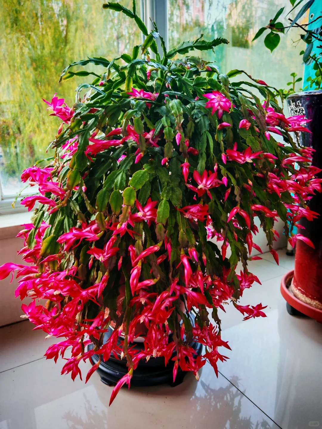 B&iacute; quyết chăm s&oacute;c lan c&agrave;ng cua ng&agrave;y Tết để hoa nở rực rỡ - Ảnh 8.