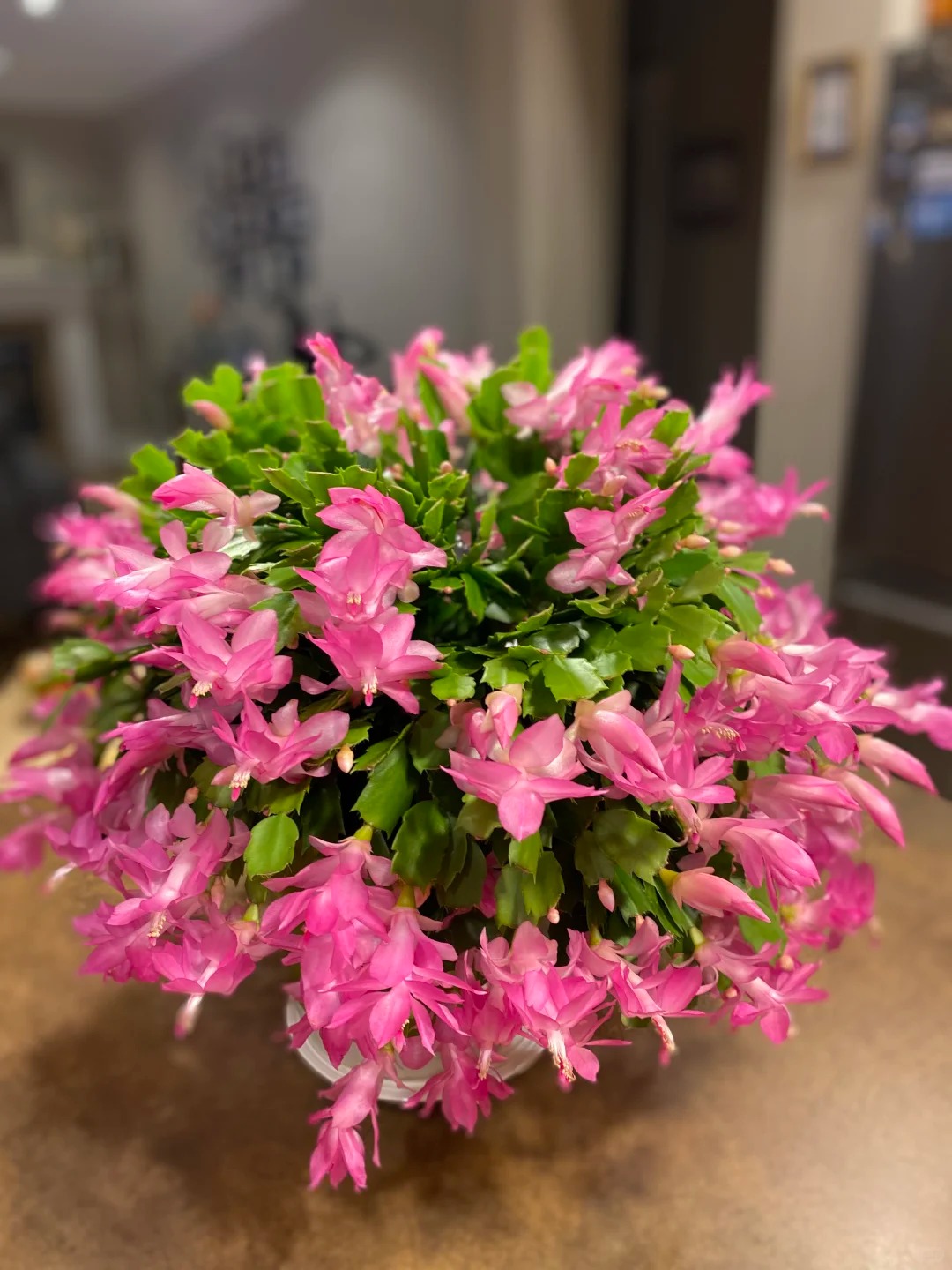 B&iacute; quyết chăm s&oacute;c lan c&agrave;ng cua ng&agrave;y Tết để hoa nở rực rỡ - Ảnh 23.