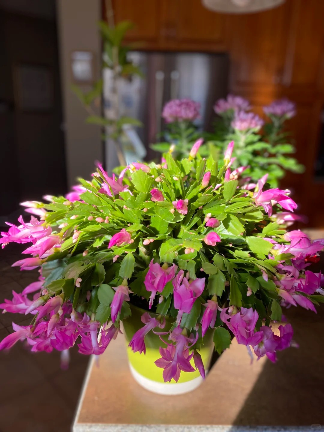 B&iacute; quyết chăm s&oacute;c lan c&agrave;ng cua ng&agrave;y Tết để hoa nở rực rỡ - Ảnh 24.