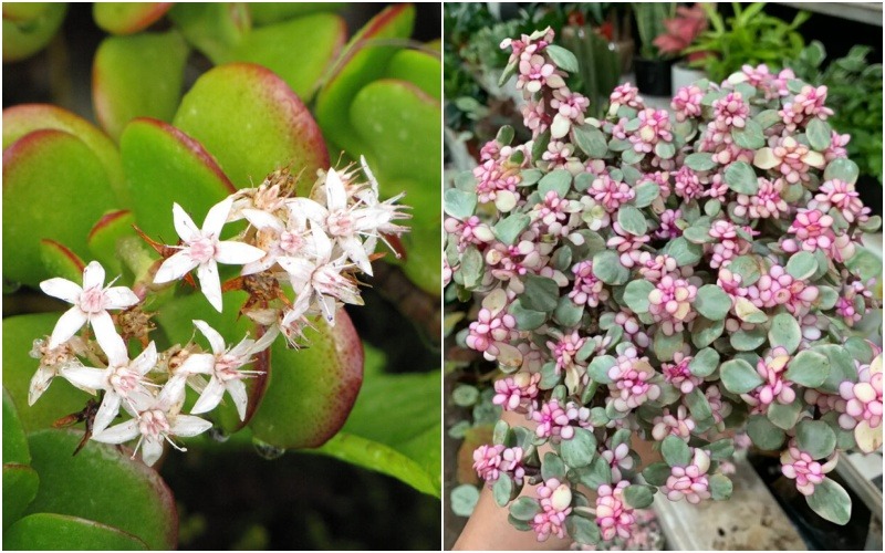 8 loài cây là "thần giữ của": Đặt trên bàn thờ, gia chủ làm ăn thuận lợi, tiền bạc dễ tụ - Ảnh 8. 8 loài cây là "thần giữ của": Đặt trên bàn thờ, gia chủ làm ăn thuận lợi, tiền bạc dễ tụ - Ảnh 8.