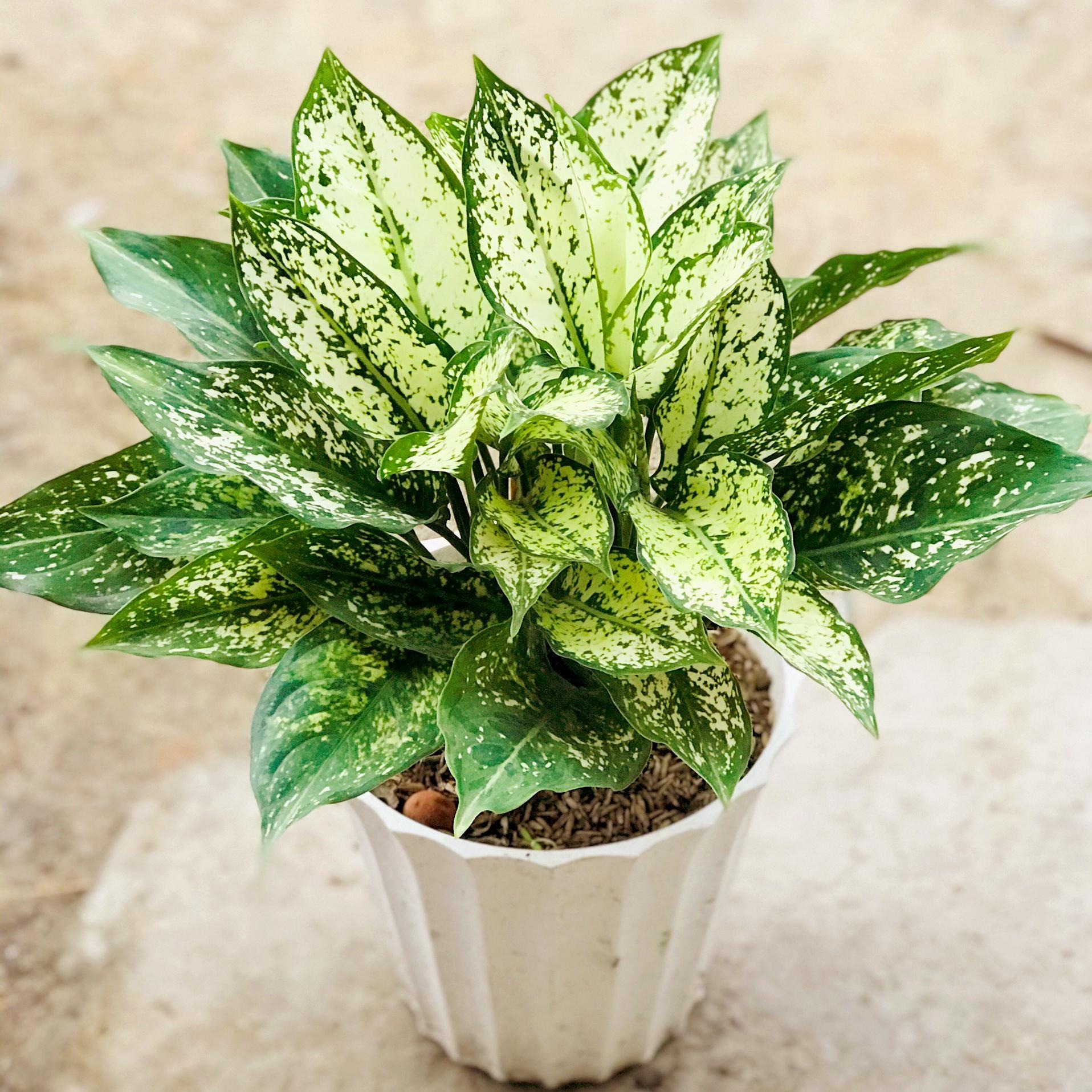 8 loài cây là "thần giữ của": Đặt trên bàn thờ, gia chủ làm ăn thuận lợi, tiền bạc dễ tụ - Ảnh 7. 8 loài cây là "thần giữ của": Đặt trên bàn thờ, gia chủ làm ăn thuận lợi, tiền bạc dễ tụ - Ảnh 7.