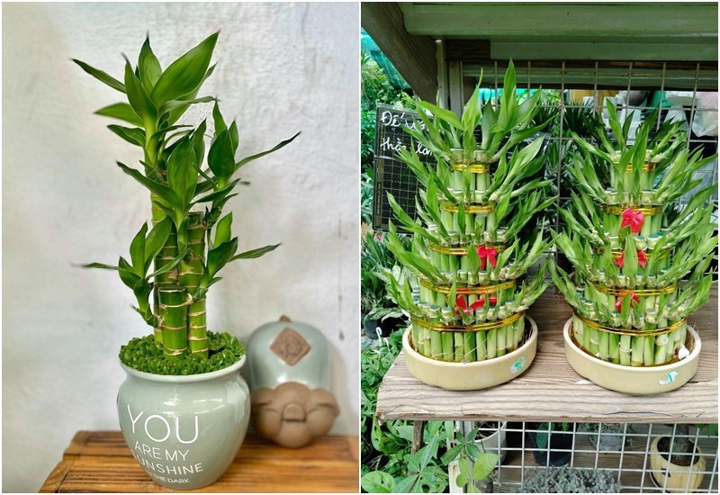 8 loài cây là "thần giữ của": Đặt trên bàn thờ, gia chủ làm ăn thuận lợi, tiền bạc dễ tụ - Ảnh 3. 8 loài cây là "thần giữ của": Đặt trên bàn thờ, gia chủ làm ăn thuận lợi, tiền bạc dễ tụ - Ảnh 3.