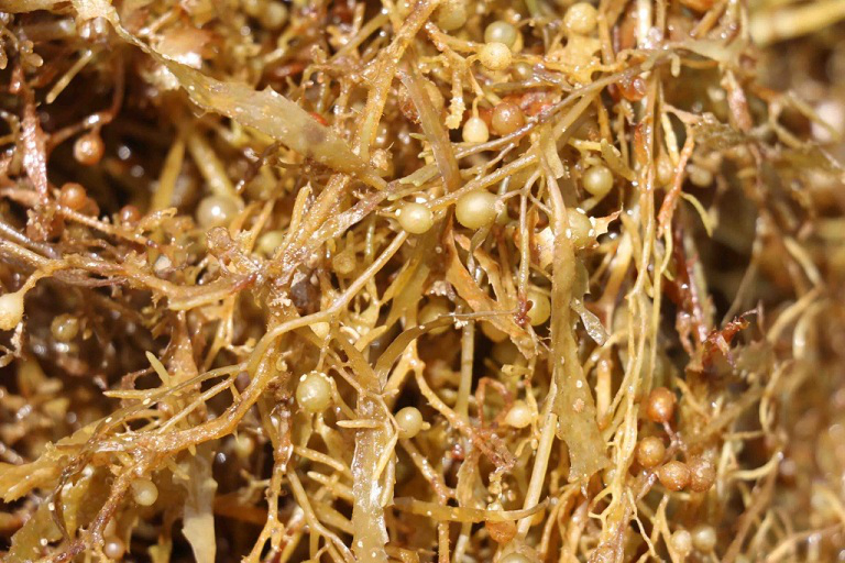 Thanh Phan Hoa Hoc Cua Rong Mo 526Befbb5B202503012133430750350 1767229197756 1767229198205974856287