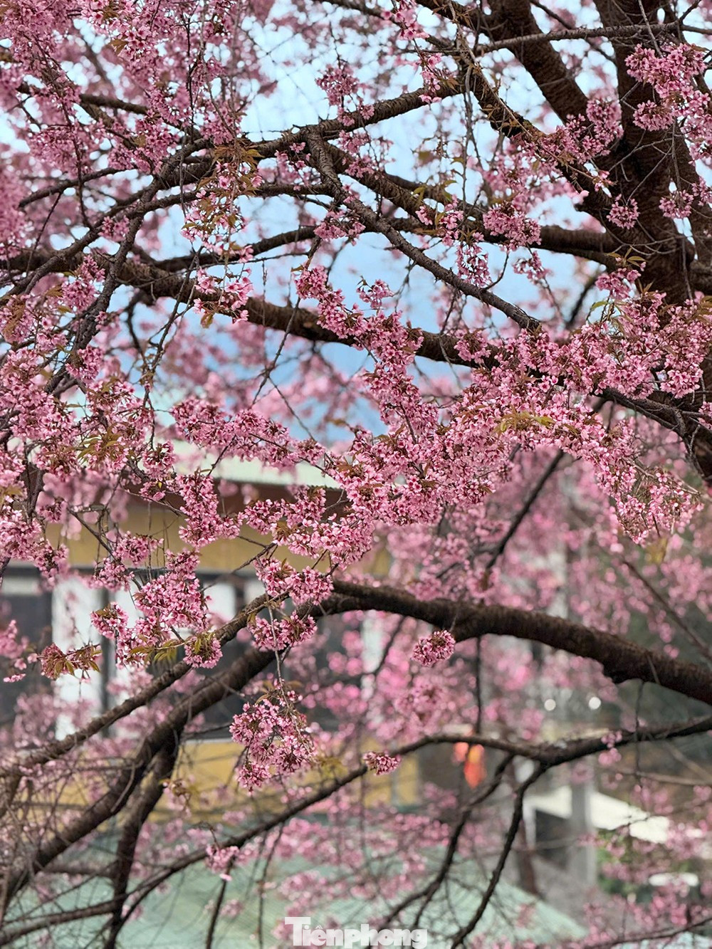 Hoa Tớ D&agrave;y nở rộ tại L&ocirc; L&ocirc; Chải thu h&uacute;t du kh&aacute;ch check - in đầu năm - Ảnh 12.