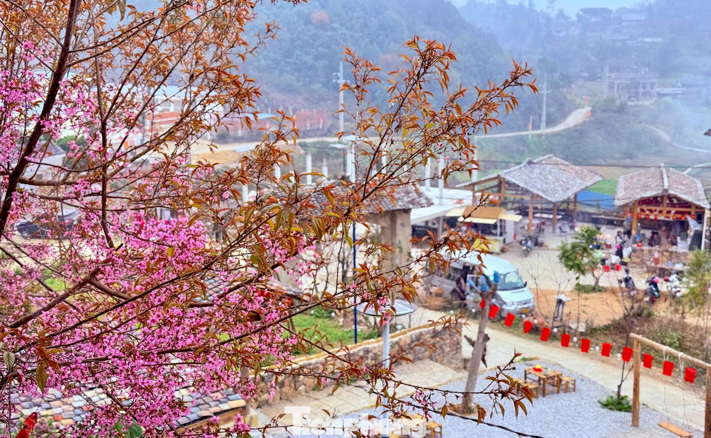 Hoa Tớ D&agrave;y nở rộ tại L&ocirc; L&ocirc; Chải thu h&uacute;t du kh&aacute;ch check - in đầu năm - Ảnh 7.