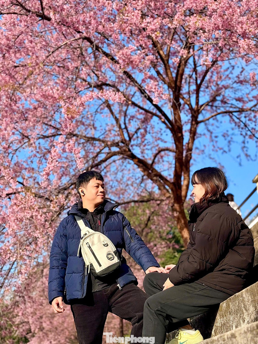 Hoa Tớ D&agrave;y nở rộ tại L&ocirc; L&ocirc; Chải thu h&uacute;t du kh&aacute;ch check - in đầu năm - Ảnh 9.