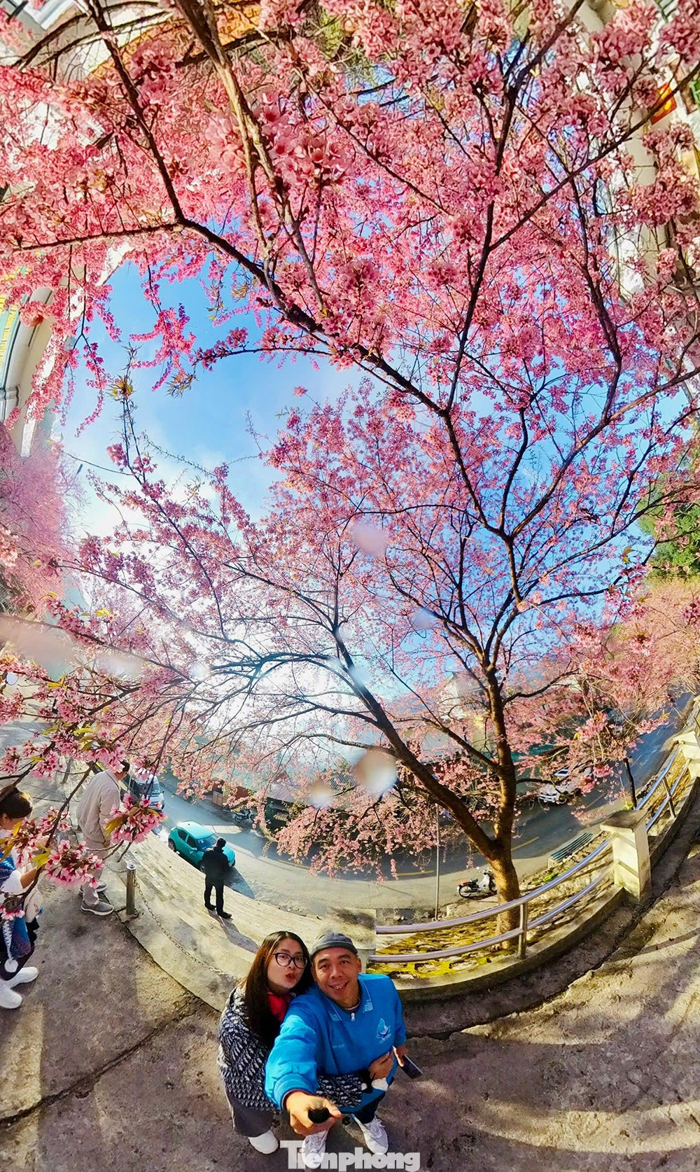 Hoa Tớ D&agrave;y nở rộ tại L&ocirc; L&ocirc; Chải thu h&uacute;t du kh&aacute;ch check - in đầu năm - Ảnh 8.