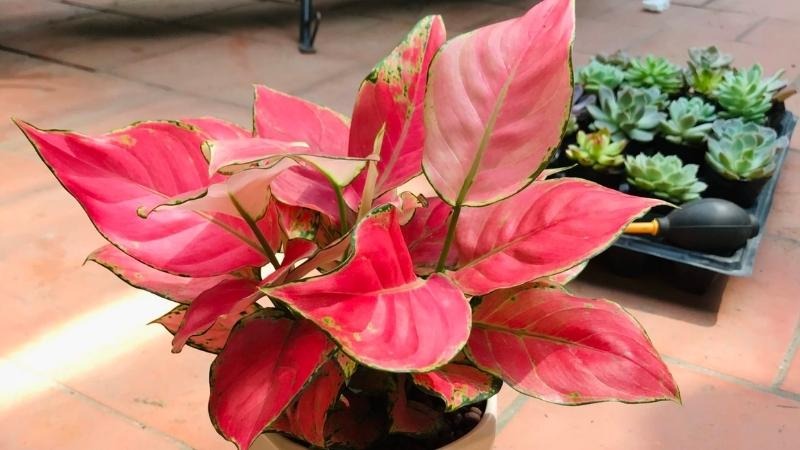 8 loài cây là "thần giữ của": Đặt trên bàn thờ, gia chủ làm ăn thuận lợi, tiền bạc dễ tụ - Ảnh 2. 8 loài cây là "thần giữ của": Đặt trên bàn thờ, gia chủ làm ăn thuận lợi, tiền bạc dễ tụ - Ảnh 2.