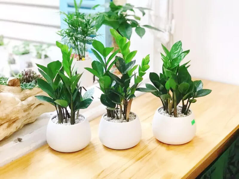 H&agrave; Nội tẩy chay pat&ecirc; cột đ&egrave;n sau vụ thịt lợn nhiễm dịch tả ch&acirc;u Phi - Ảnh 3.