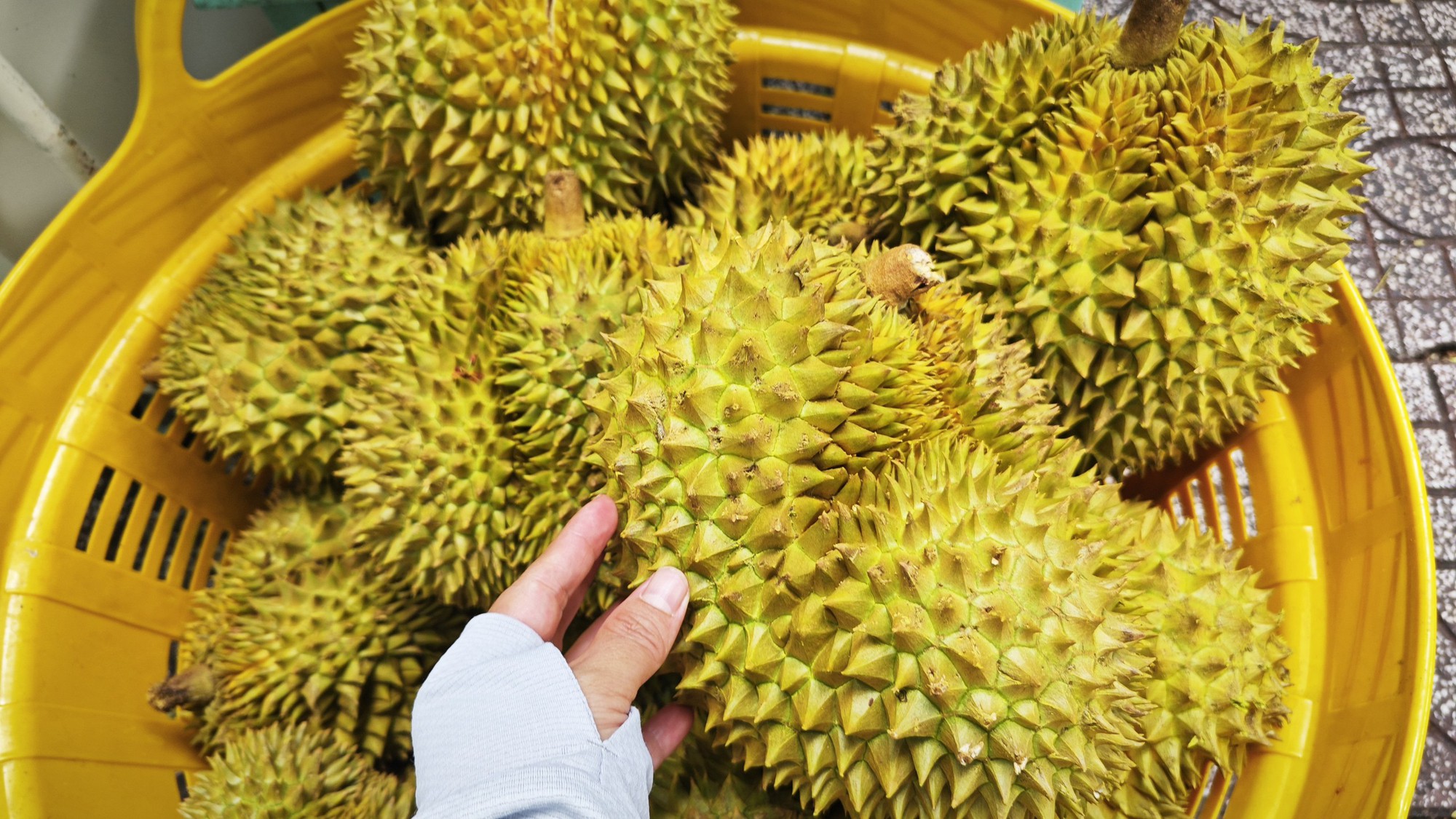 Dự b&aacute;o xuất khẩu sầu ri&ecirc;ng Việt Nam vượt Th&aacute;i Lan tại Trung Quốc năm 2026 - Ảnh 1.