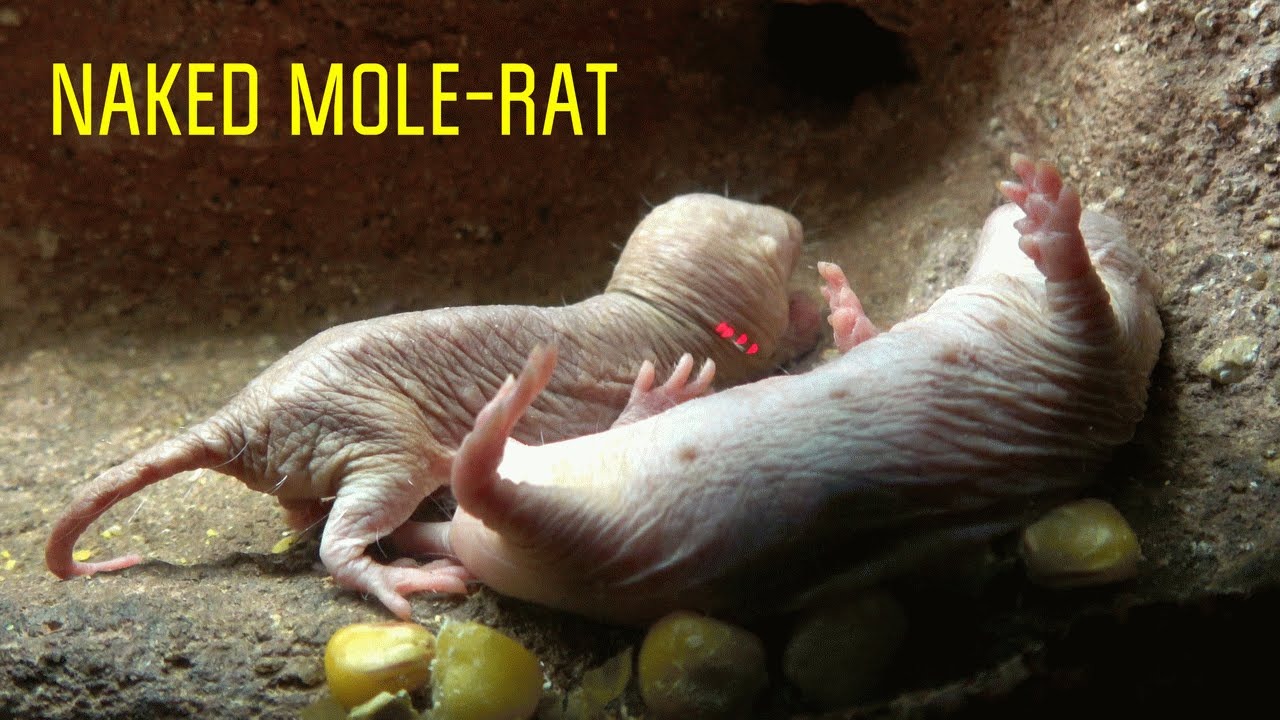 Loài động vật có vú gần như máu lạnh duy nhất còn sống khiến giới khoa học bối rối vì quá khác thường - Ảnh 1.