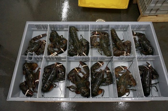 Phát hiện 3 vali chứa 90.000 con tôm hùm xanh trị giá 6,7 tỷ đồng ở sân bay Đà Nẵng, công an triển khai các biện pháp nghiệp vụ vào cuộc - Ảnh 1.