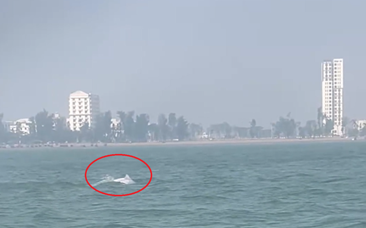 VIDEO: Đ&agrave;n c&aacute; heo trắng "nhảy m&uacute;a" ở biển Sầm Sơn - Ảnh 1.