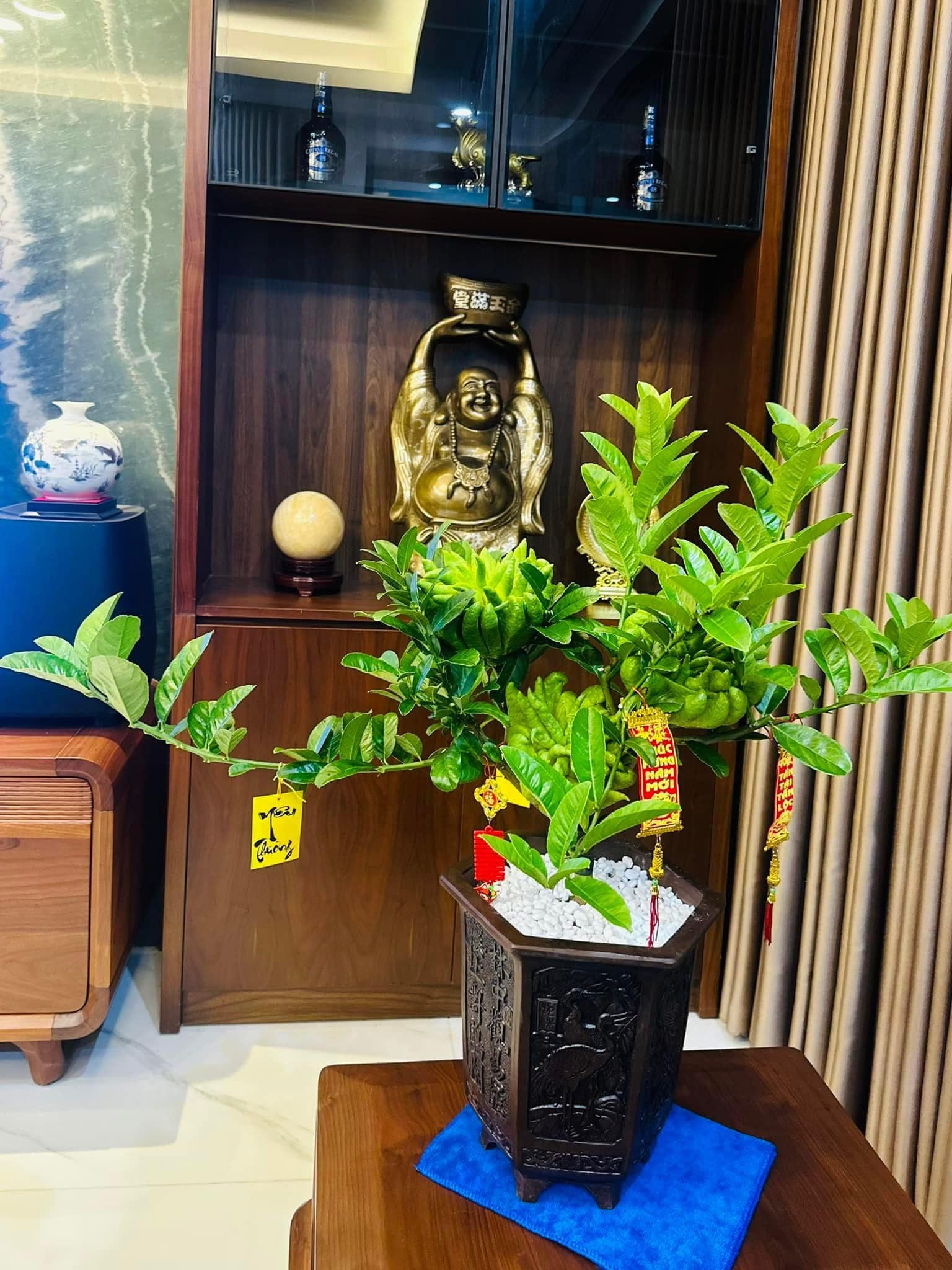 Trồng 3 loại c&acirc;y phong thủy h&uacute;t t&agrave;i lộc v&agrave;o nh&agrave; cho gia chủ - Ảnh 2.