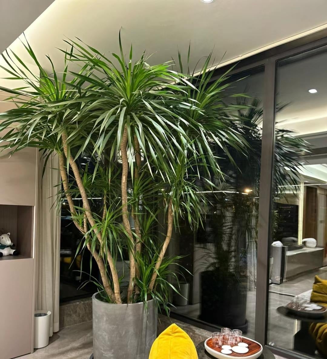 Trồng 3 loại c&acirc;y phong thủy h&uacute;t t&agrave;i lộc v&agrave;o nh&agrave; cho gia chủ - Ảnh 1.