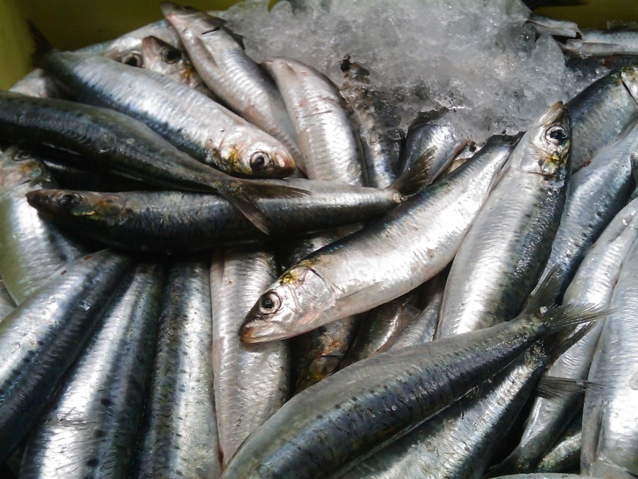 6 lo&agrave;i c&aacute; &iacute;t "ngậm" thủy ng&acirc;n, omega-3 gi&agrave;u v&ocirc; địch: Chợ Việt b&aacute;n sẵn - Ảnh 1.