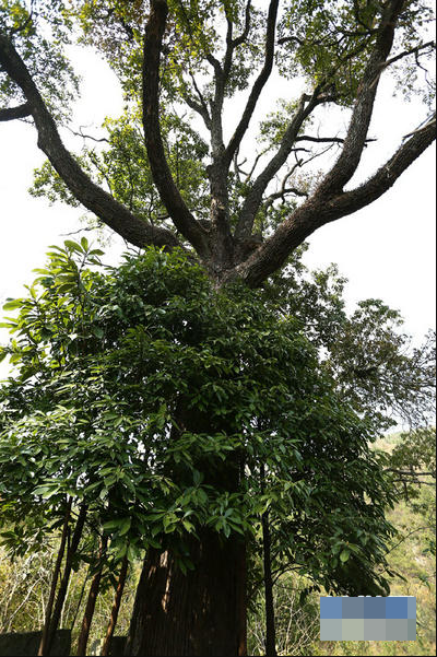 Thương gia mang hơn 900 tỷ đồng hỏi mua 3 cây gỗ trong vườn, lão nông dân đưa ra quyết định gây tranh cãi - Ảnh 2.