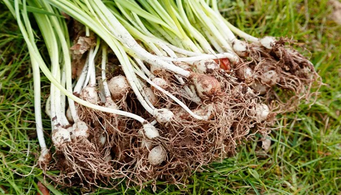 3 cây rắn "kết thân", 4 cây rắn sợ run bần bật - Ảnh 5. 3 cây rắn "kết thân", 4 cây rắn sợ run bần bật - Ảnh 5.