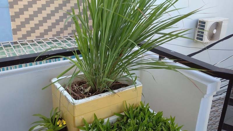 3 cây rắn "kết thân", 4 cây rắn sợ run bần bật - Ảnh 4. 3 cây rắn "kết thân", 4 cây rắn sợ run bần bật - Ảnh 4.