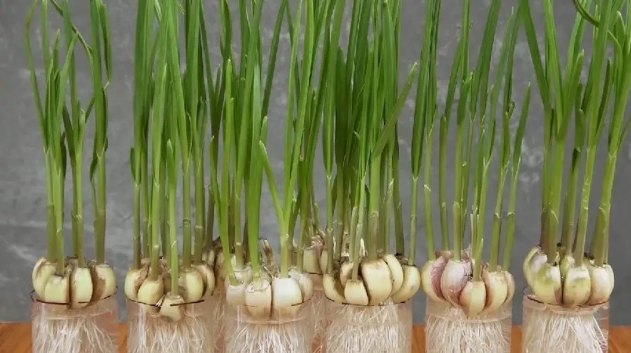 3 cây rắn "kết thân", 4 cây rắn sợ run bần bật - Ảnh 7. 3 cây rắn "kết thân", 4 cây rắn sợ run bần bật - Ảnh 7.