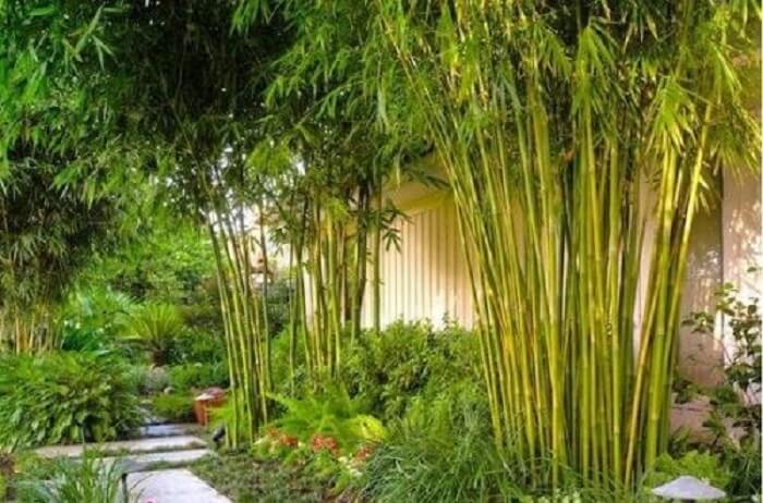 3 cây rắn "kết thân", 4 cây rắn sợ run bần bật - Ảnh 2. 3 cây rắn "kết thân", 4 cây rắn sợ run bần bật - Ảnh 2.