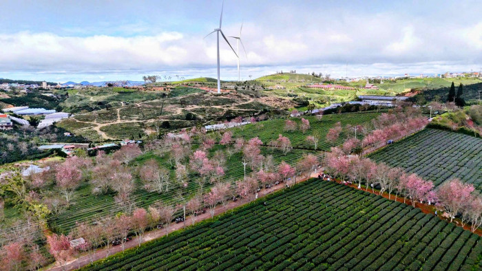 Đầu năm 2026, du lịch Đà Lạt có một việc “chưa từng có tiền lệ” - Ảnh 9.