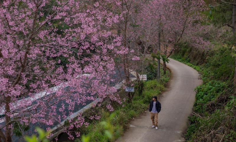 Đầu năm 2026, du lịch Đà Lạt có một việc “chưa từng có tiền lệ” - Ảnh 7.