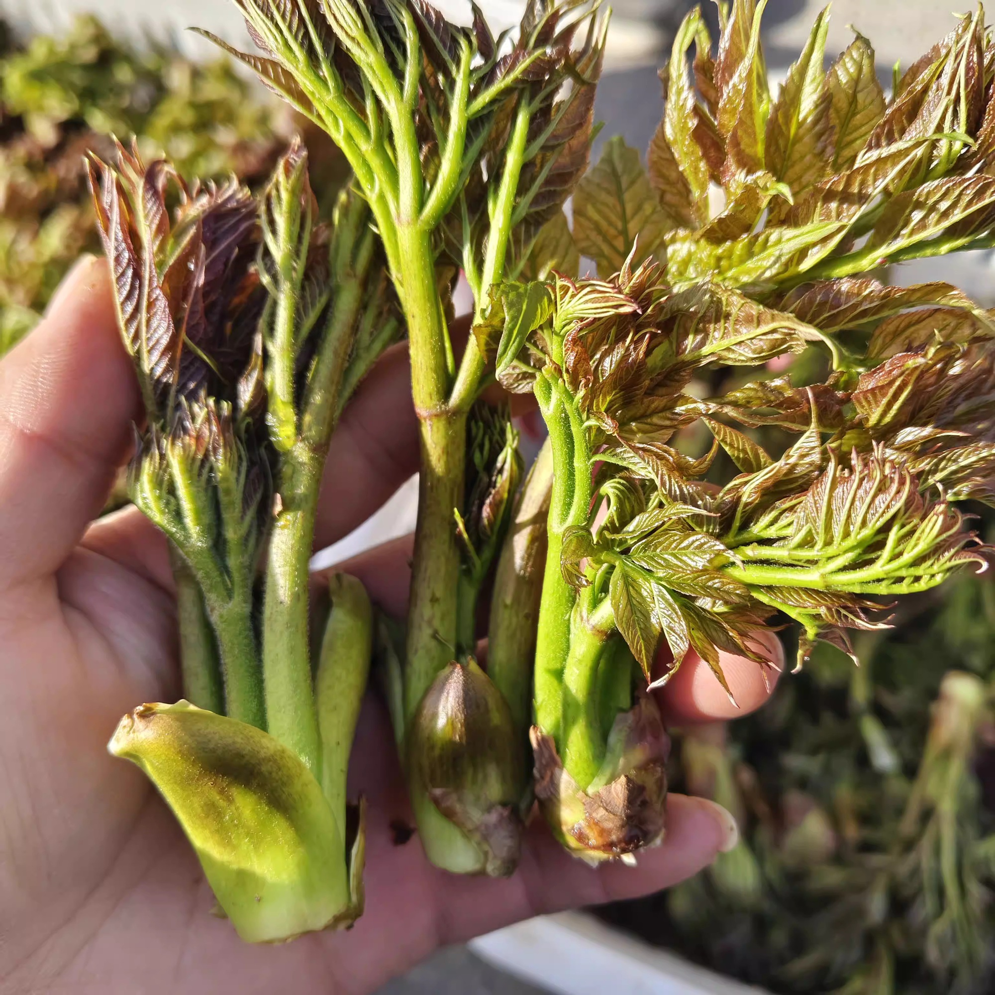 Thứ rau dại ở Việt Nam, Trung Quốc v&iacute; l&agrave; &ldquo;cao lương mỹ vị số 1 thế giới&rdquo;: Nấu kiểu n&agrave;y bao nhi&ecirc;u cũng hết - Ảnh 5.