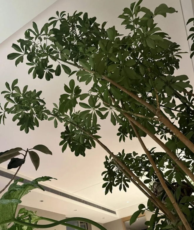 5 c&acirc;y thu h&uacute;t thịnh vượng, may mắn: Người gi&agrave;u chuộng trồng, người ngh&egrave;o chẳng để t&acirc;m- Ảnh 1.