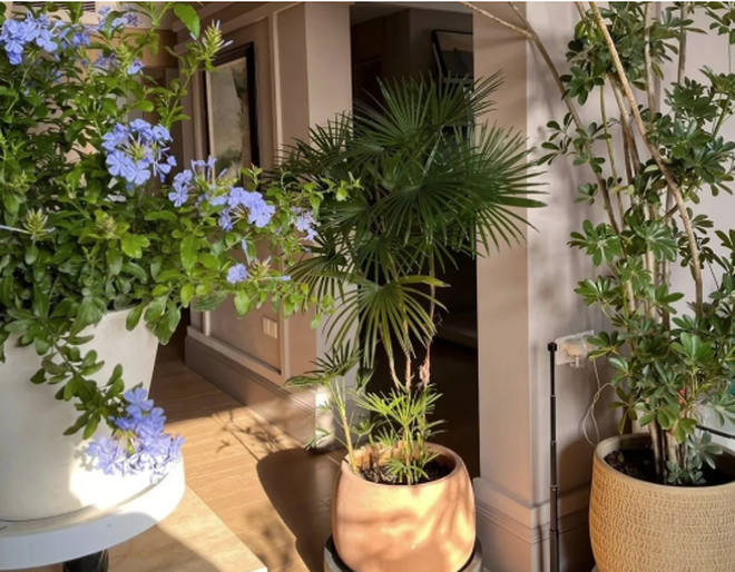 5 c&acirc;y thu h&uacute;t thịnh vượng, may mắn: Người gi&agrave;u chuộng trồng, người ngh&egrave;o chẳng để t&acirc;m- Ảnh 4.