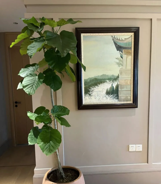 5 c&acirc;y thu h&uacute;t thịnh vượng, may mắn: Người gi&agrave;u chuộng trồng, người ngh&egrave;o chẳng để t&acirc;m- Ảnh 5.