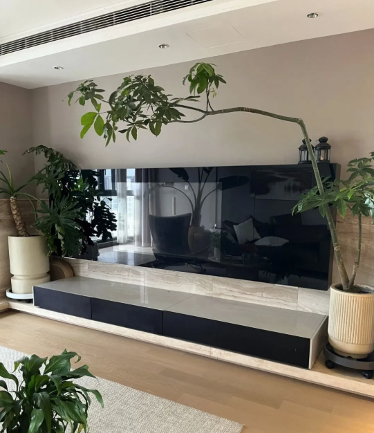 5 c&acirc;y thu h&uacute;t thịnh vượng, may mắn: Người gi&agrave;u chuộng trồng, người ngh&egrave;o chẳng để t&acirc;m- Ảnh 6.