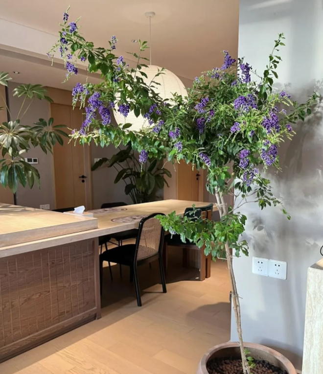 5 c&acirc;y thu h&uacute;t thịnh vượng, may mắn: Người gi&agrave;u chuộng trồng, người ngh&egrave;o chẳng để t&acirc;m- Ảnh 8.